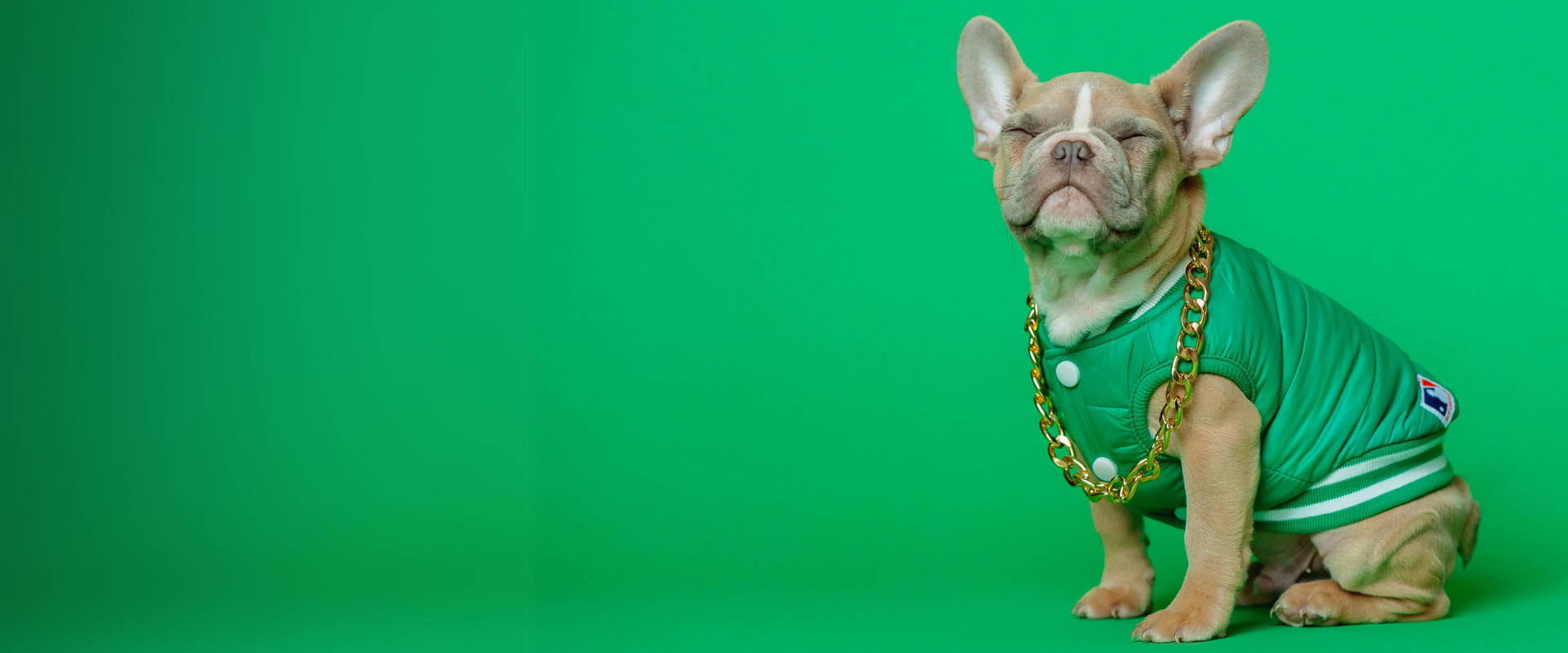 Dog fashion brands top
